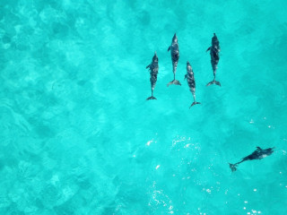 Dolphins in a clear sea
